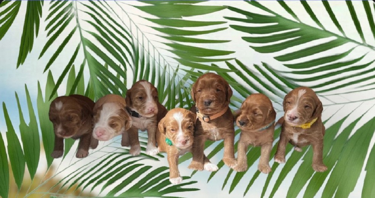Doodlicious Lovedoodles puppies australian labradoodles