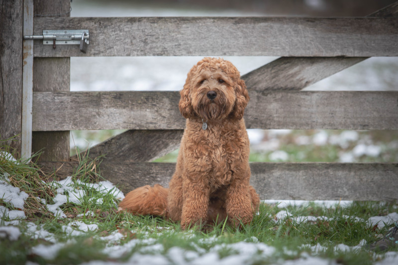 Lovedoodles Australian Labardoodle Lio Twix