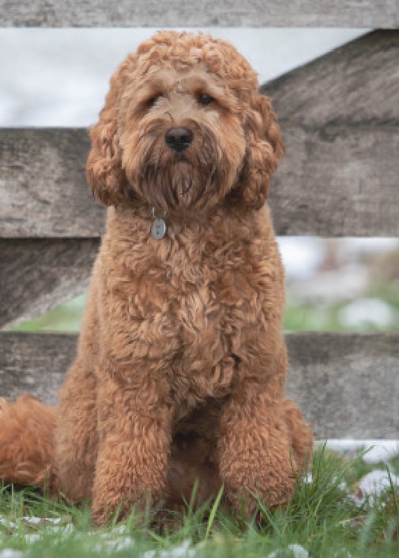 Lovedoodles Australian Labardoodle Lio Twix