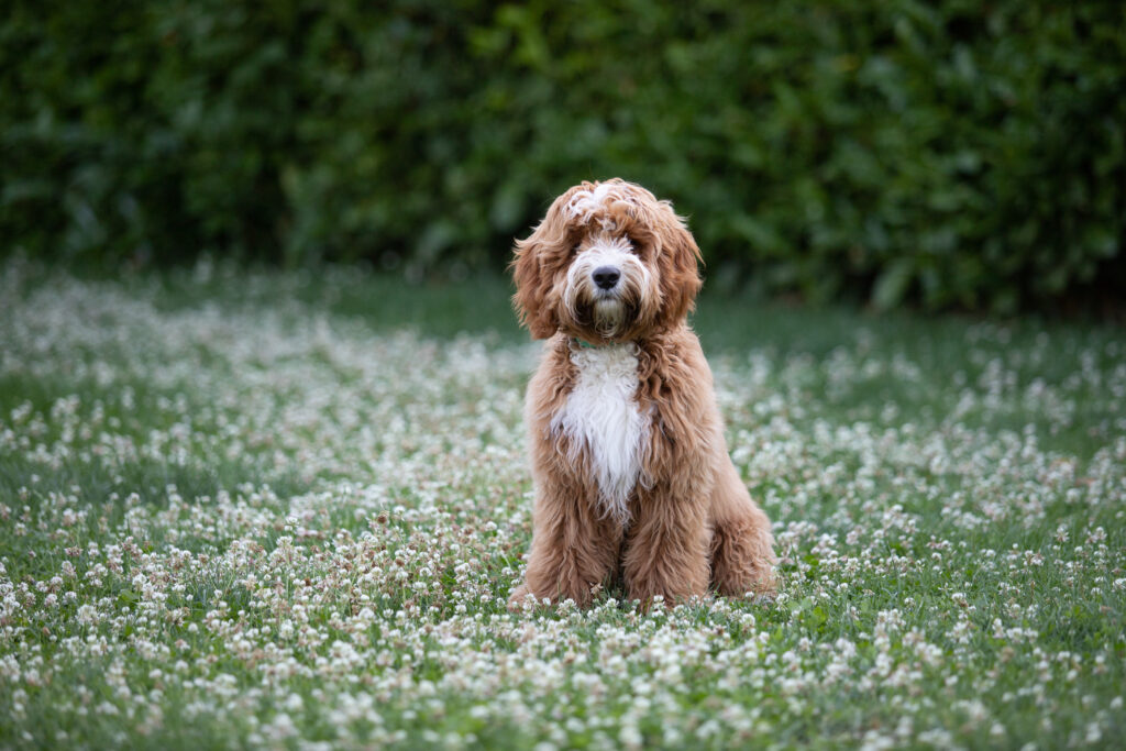 Australian labaradoode von Doodleicious Binki rude zuchter welpen