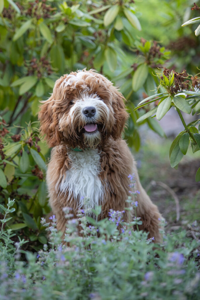 Australian labaradoode von Doodleicious Binki rude zuchter welpen