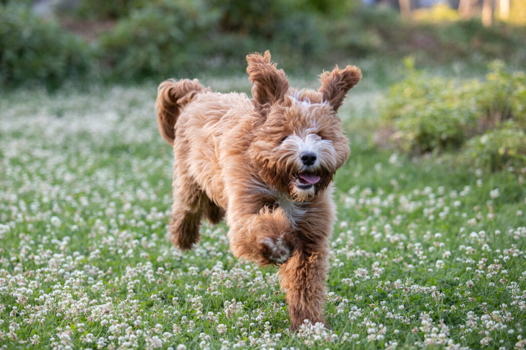 Australian labaradoode von Doodleicious Binki rude zuchter welpen