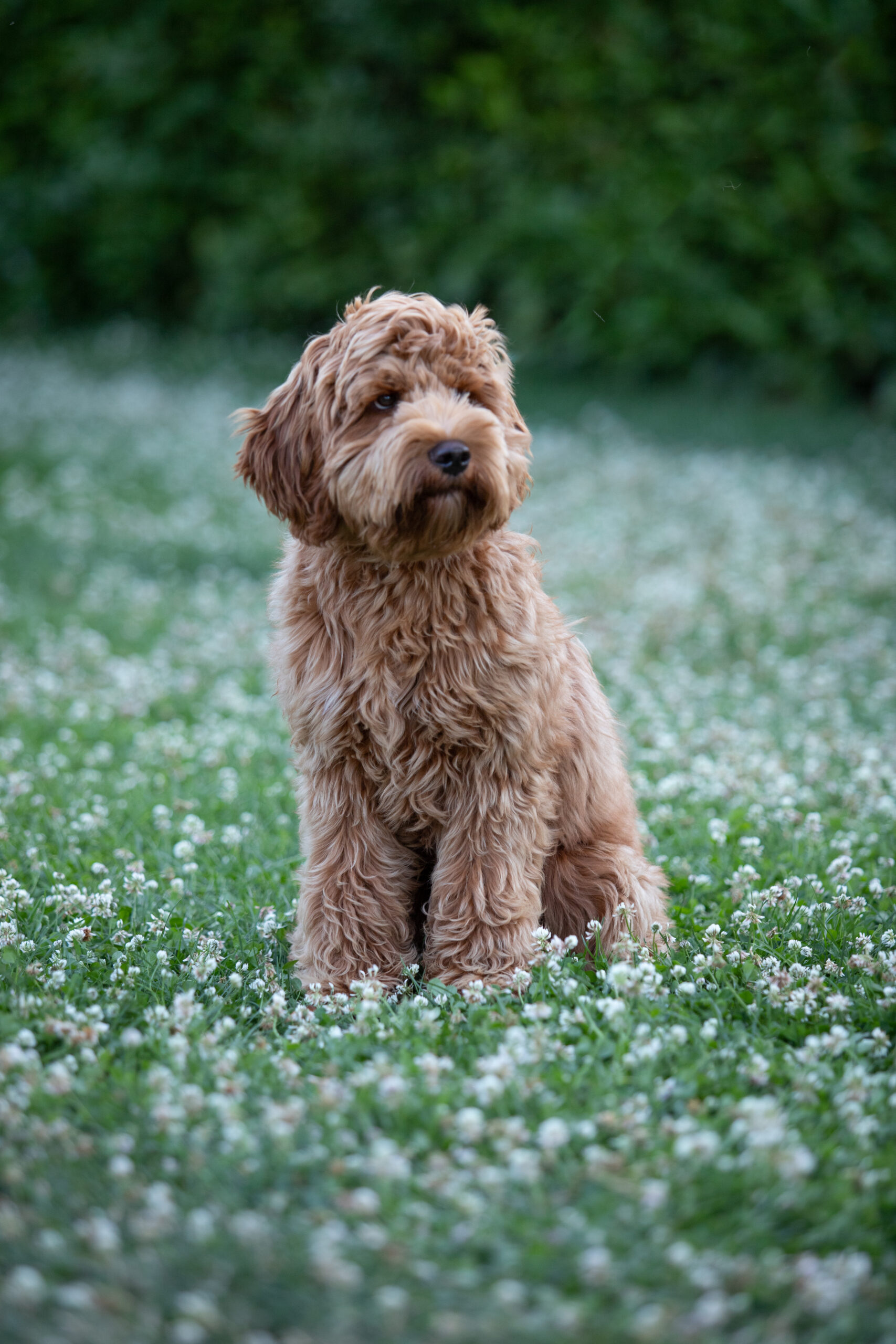 Australian labaradoode von Doodleicious Lilo rude zuchter welpen