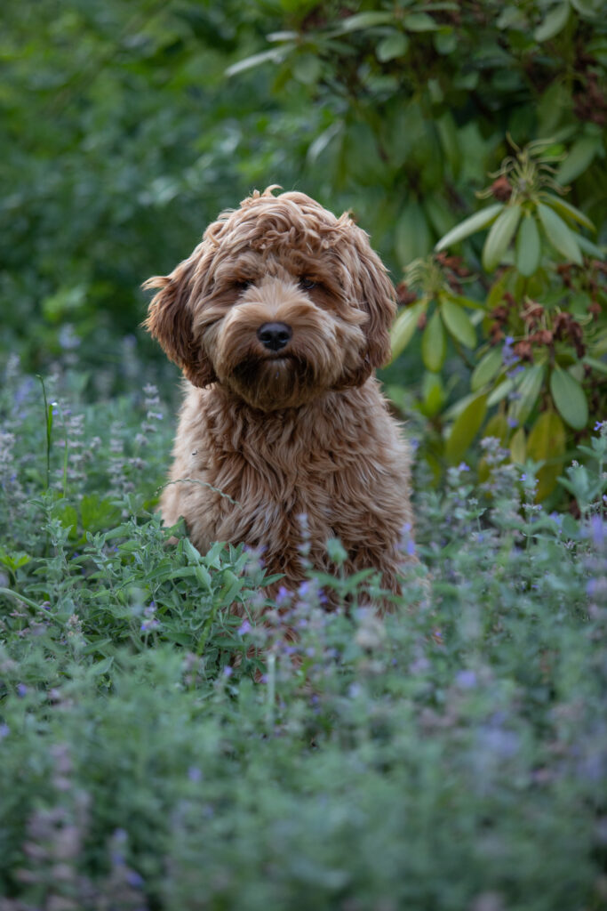 Australian labaradoode von Doodleicious Lilo rude zuchter welpen