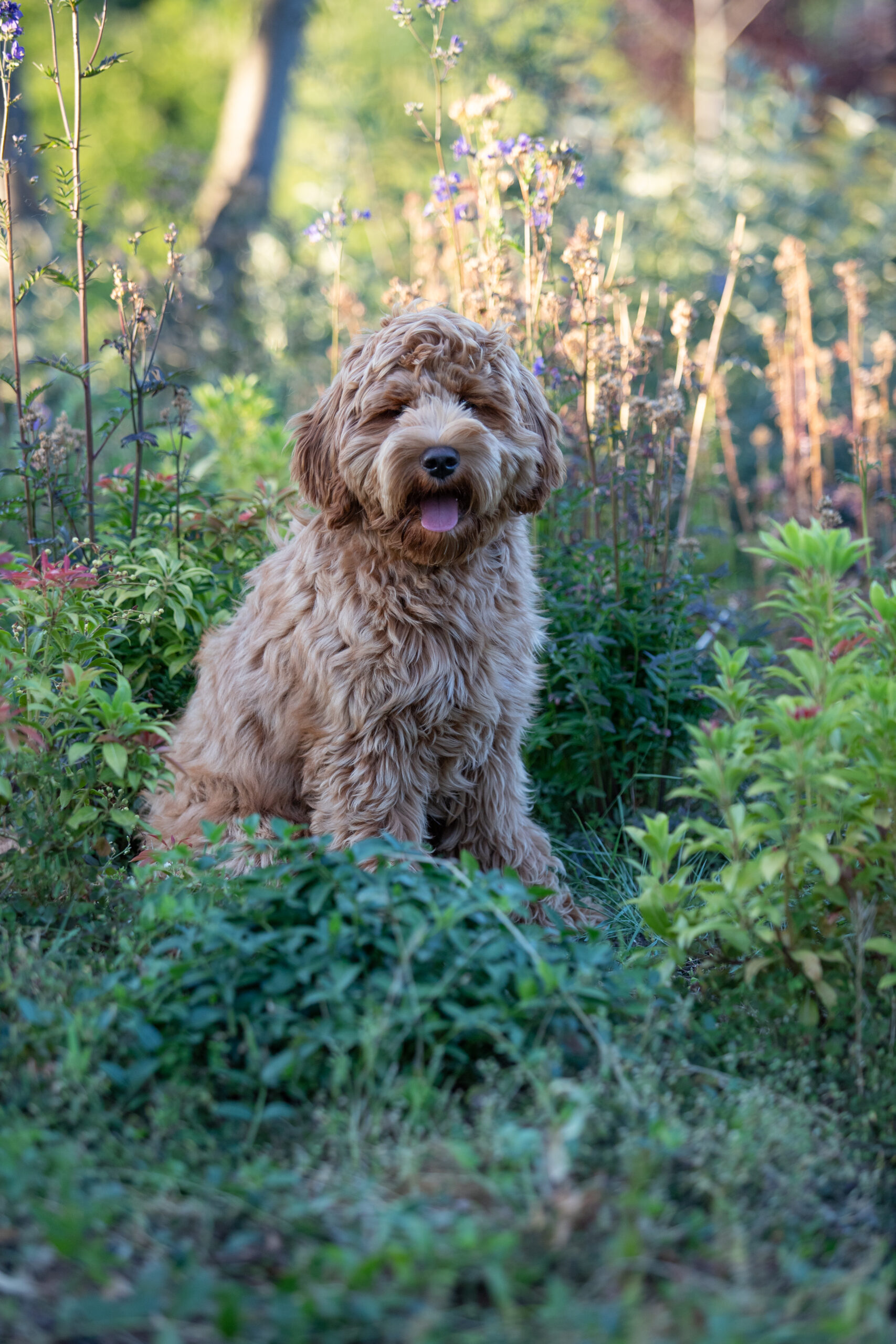 Australian labaradoode von Doodleicious Lilo rude zuchter welpen
