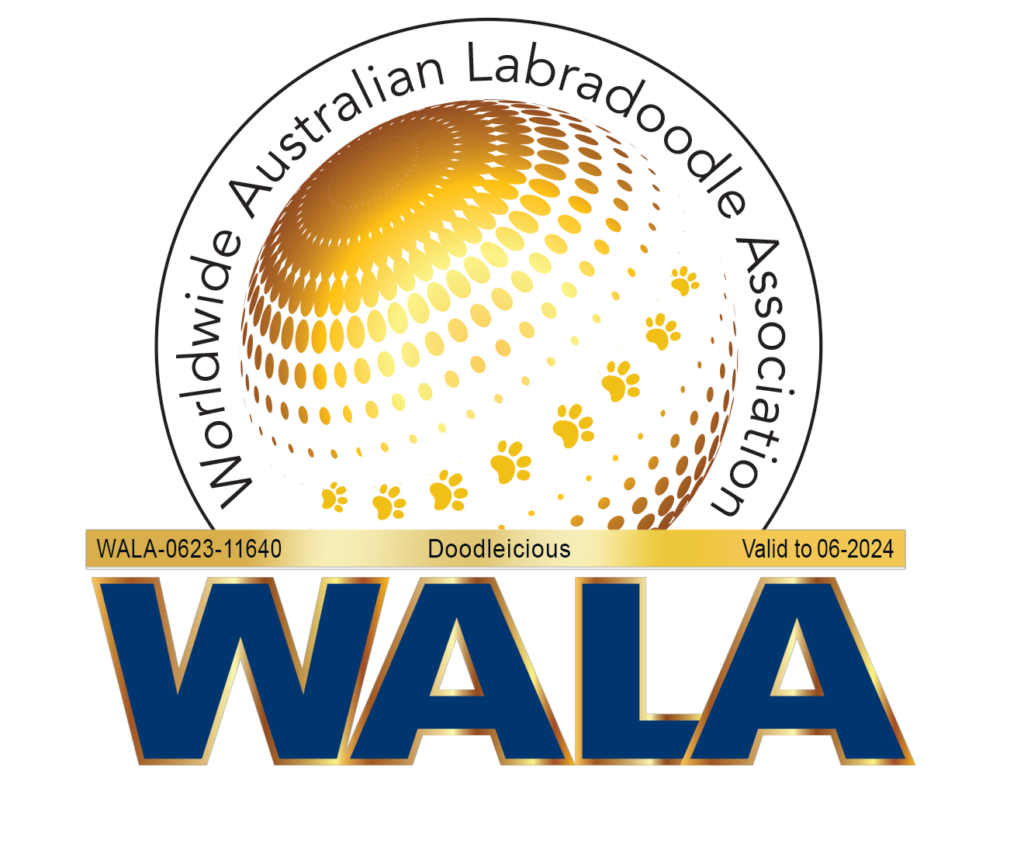 Doodleicious Wala australian labradoodle breeder